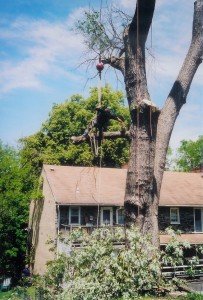 Tree Removal in Carroll County MD