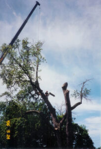 ellicott city tree pruning