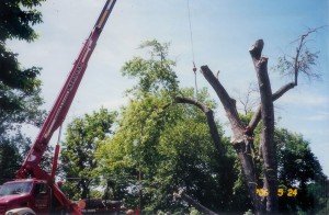 Tree Removal in Taneytown MD