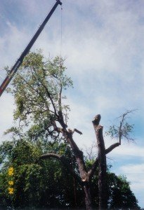 Tree Removal in Lineboro MD