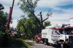 Tree Removal in Dayton MD