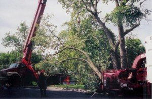 Tree Removal in Woodstock MD