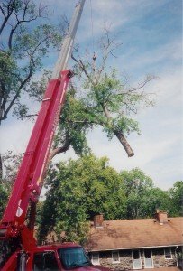 Tree Removal in Baltimore County MD