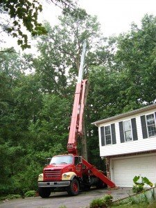 tree trimming in Woodstock MD