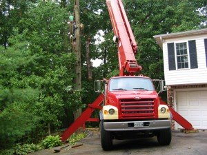 Tree Removal in Highland MD