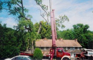 Tree Trimming in Ellicott City MD