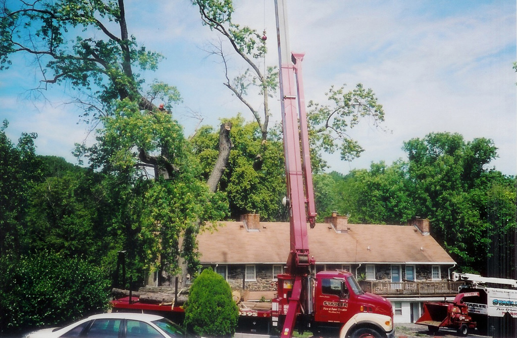Md mt airy tree removal