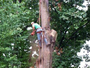 Tree Removal in Manchester MD