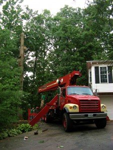 Tree Removal in Cooksville MD
