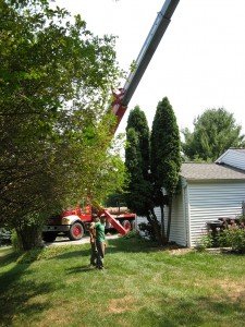 tree trimming in Upperco MD