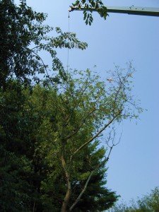 Tree Removal in Ellicott City MD