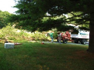 glenwood tree removal