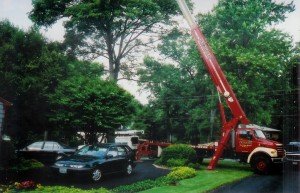 Tree Removal in Laurel MD