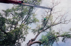 Tree Removal in Columbia MD