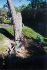 howard county tree removal
