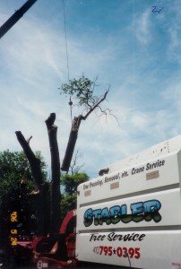 carrroll county tree service