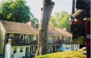 Tree Removal in New Windsor MD