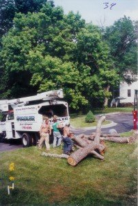 tree removal in hampstead MD
