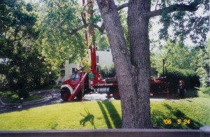 Tree Removal in Westminster MD