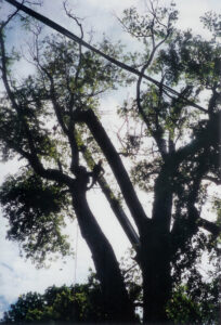 Tree Removal in Lisbon MD