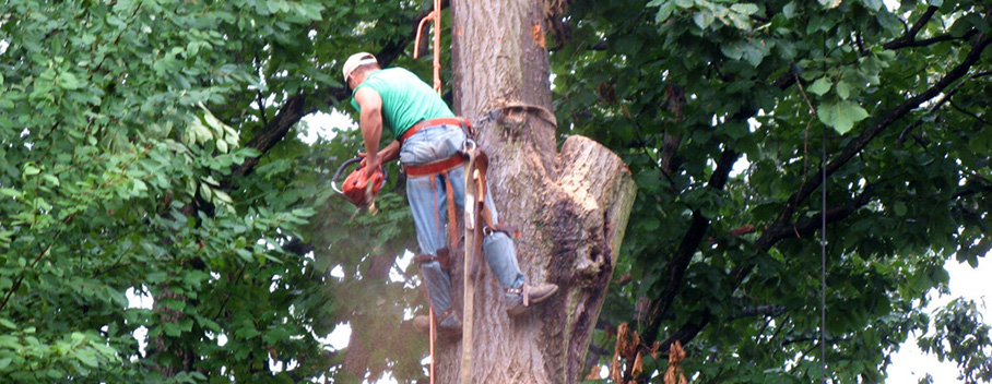 MD trim service, Chester well tree